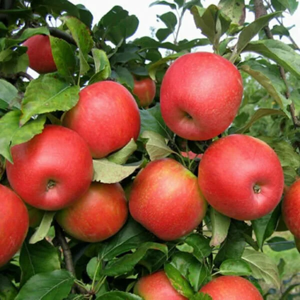 Honeycrisp™ Apple (semi-dwarf) — Nursery Wholesalers Inc.