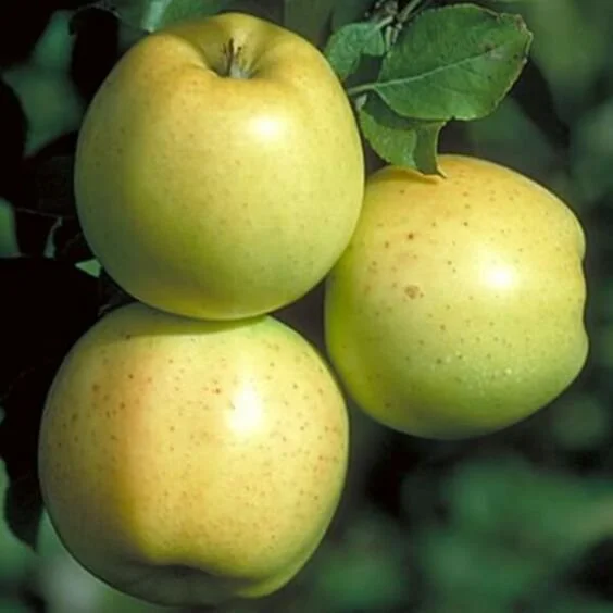 Honeygold Apple (semi-dwarf) — Nursery Wholesalers Inc.