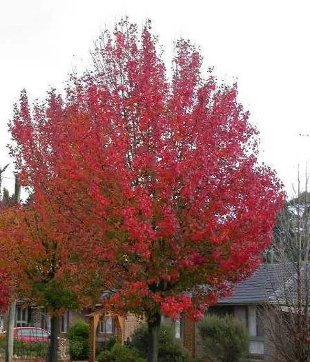 Autumn Blaze Pear 2.jpg