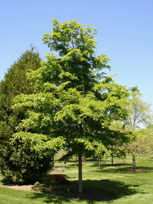 Accolade® Elm — Nursery Wholesalers Inc.