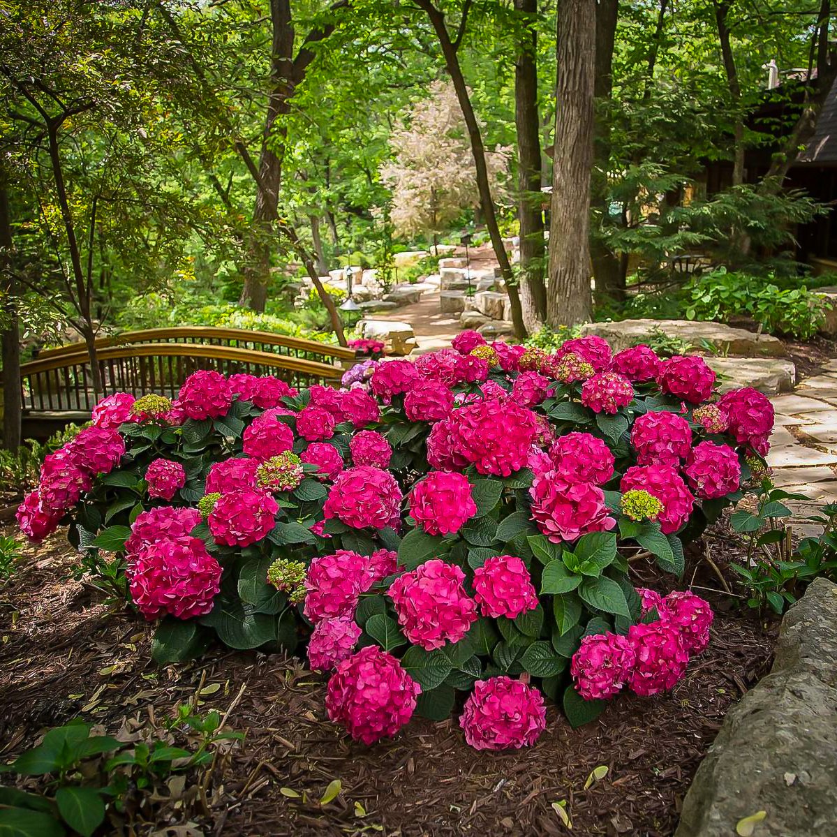 Summer_Crush_Hydrangea_01-chris.jpg