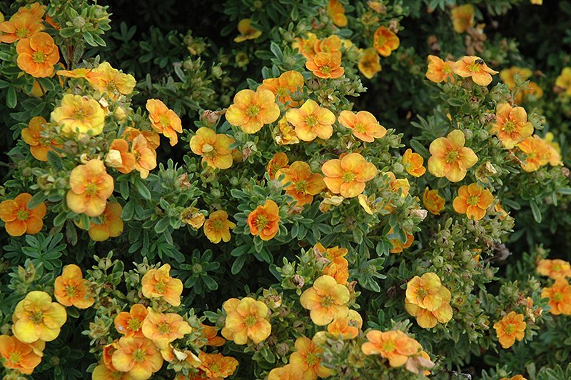 mandarin tango potentilla.jpg