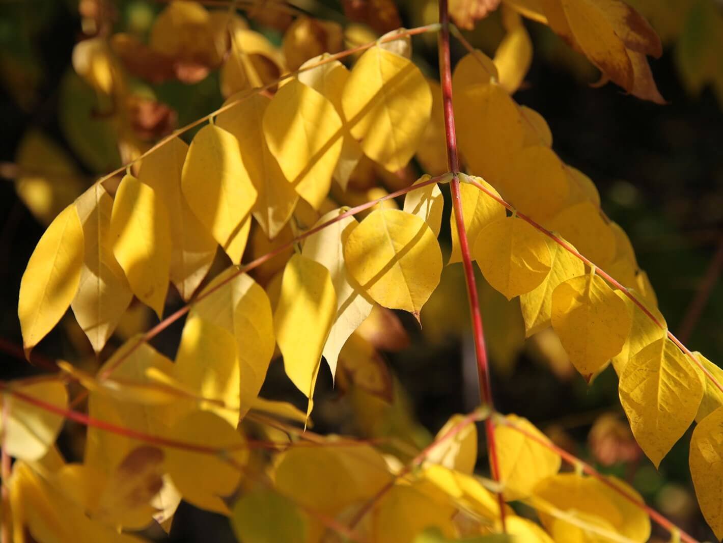 Espresso-KY-Coffee-Tree-fc-foliage-02-2.jpg