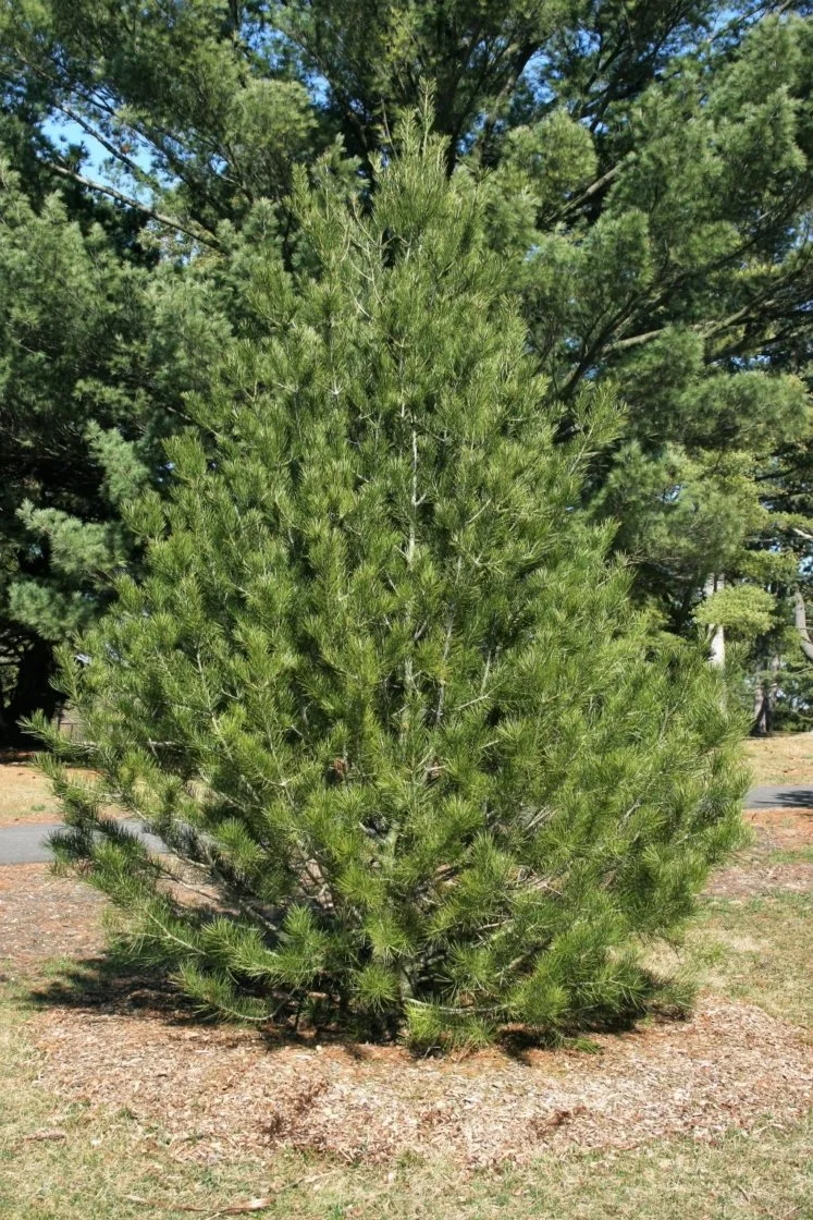 lacebark pine.jpg