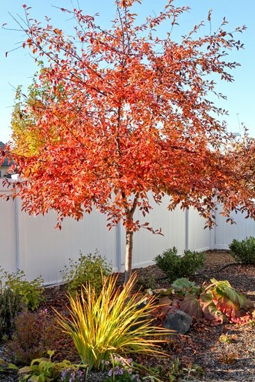 RoyalRaindropsFallColor.jpg
