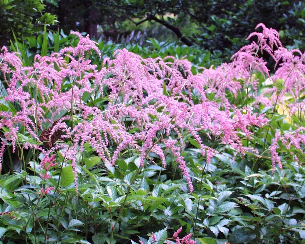 ostrich PLume Astilbe.jpg