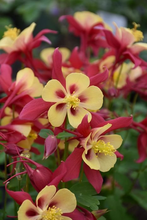 red and yellow.jpg