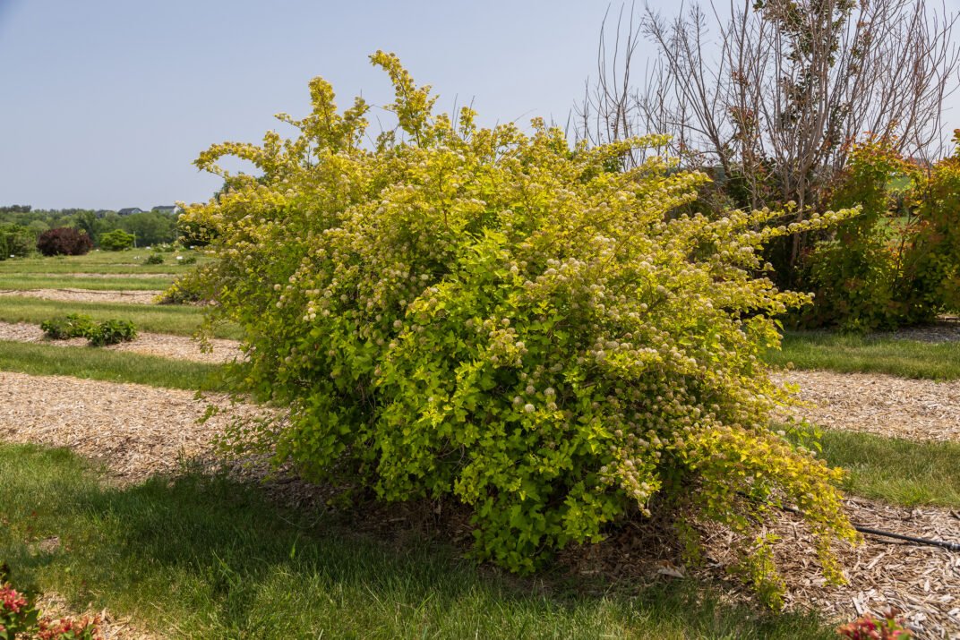 honeycomb ninebark.jpg