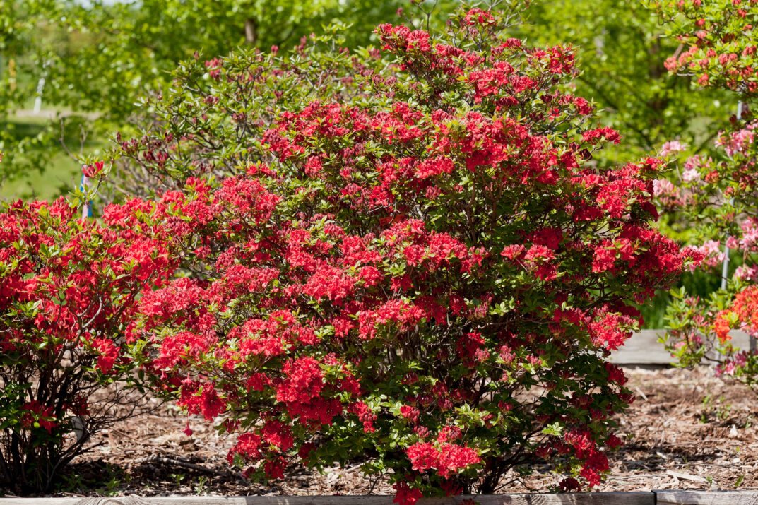 First Editions® Electric Lights™ Red Azalea.jpg