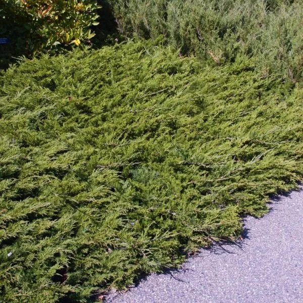 buffalo juniper.jpg