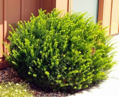 dark green yew.jpg