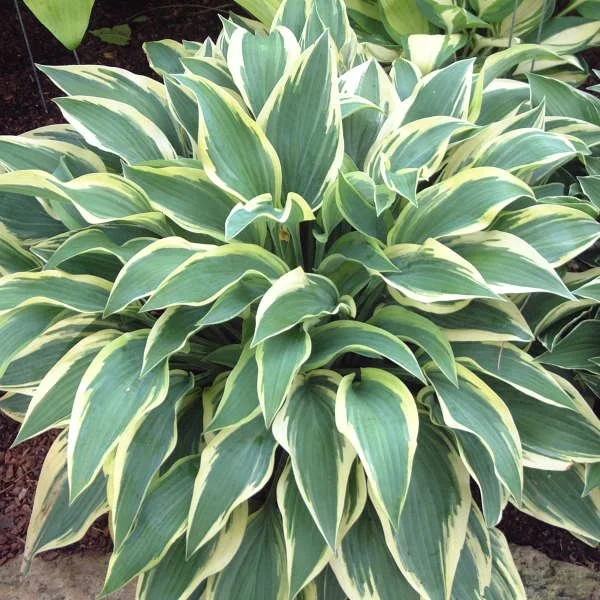 wolverine hosta.jpg