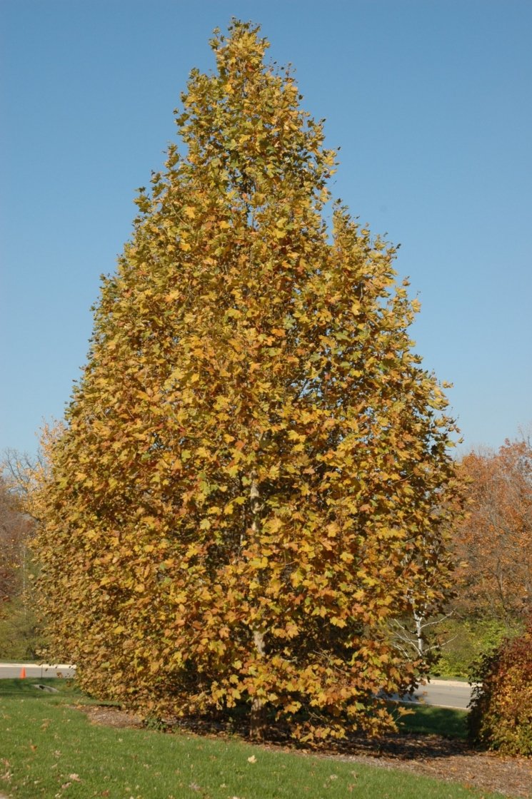 planetree fall.jpg