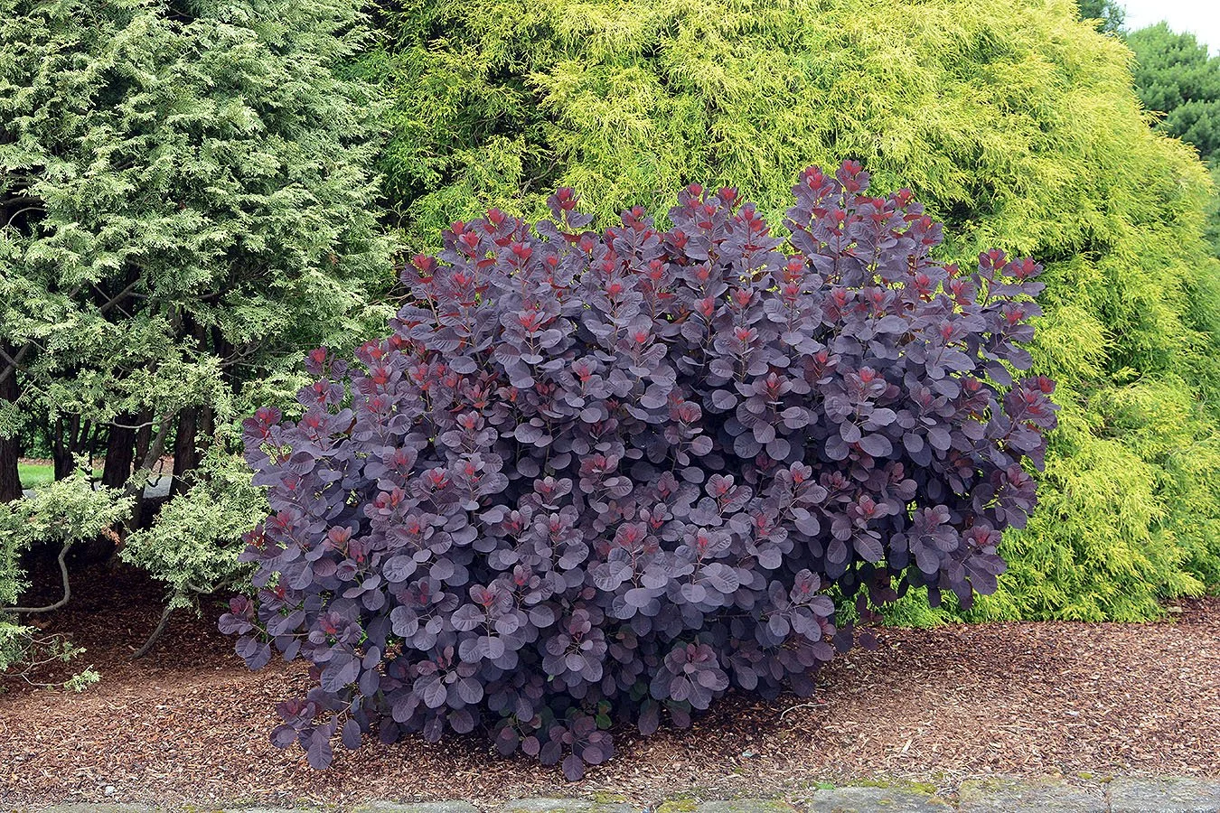 royal purple smokebush.jpg