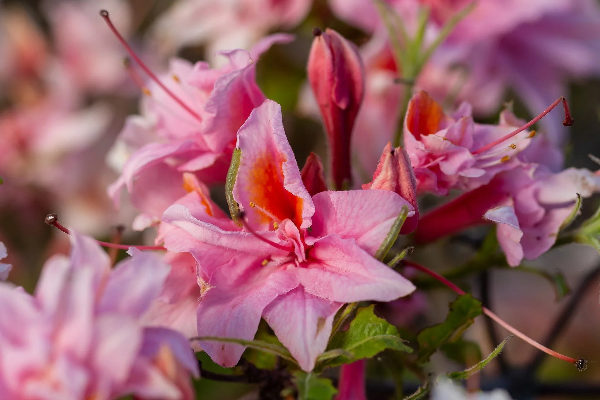 First editions electric lights double pink azalea nursery