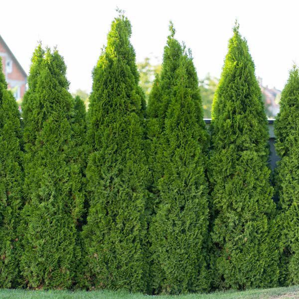 full speed a hedge.jpeg