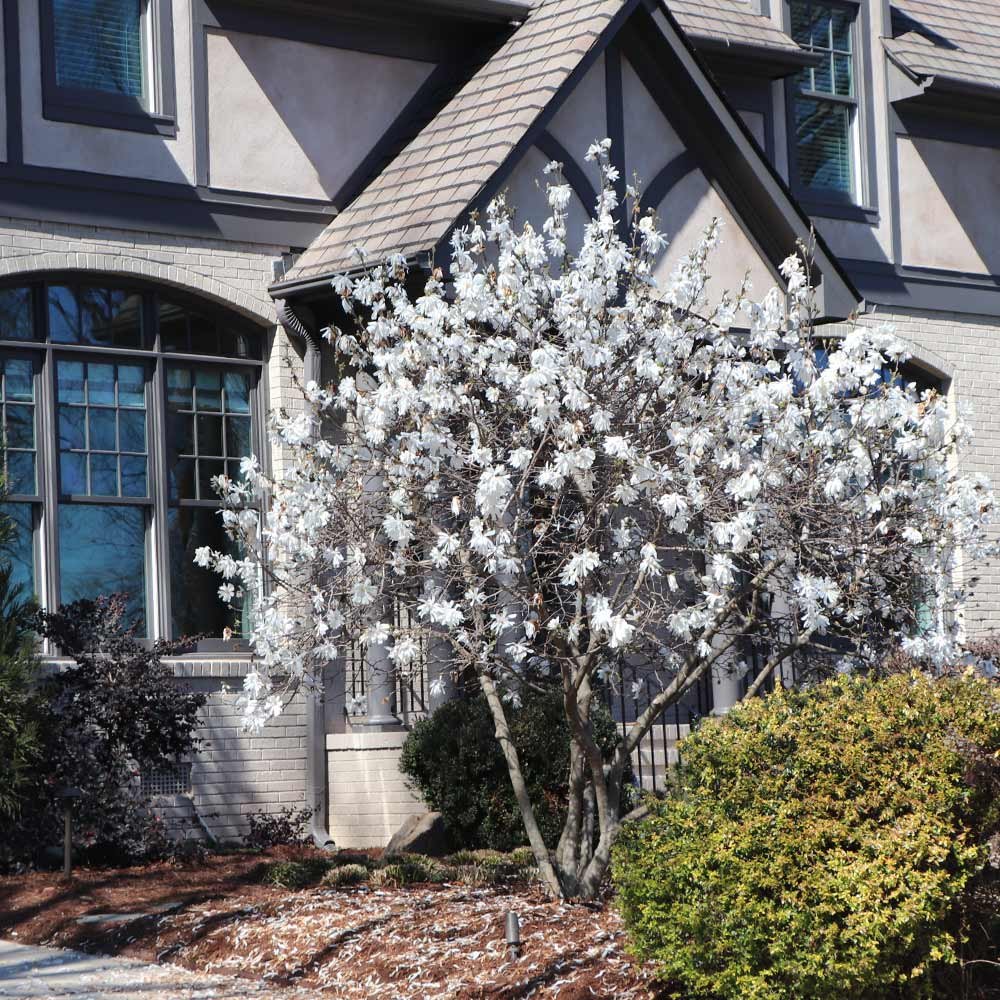 ROyal_Star_Magnolia_11.jpg