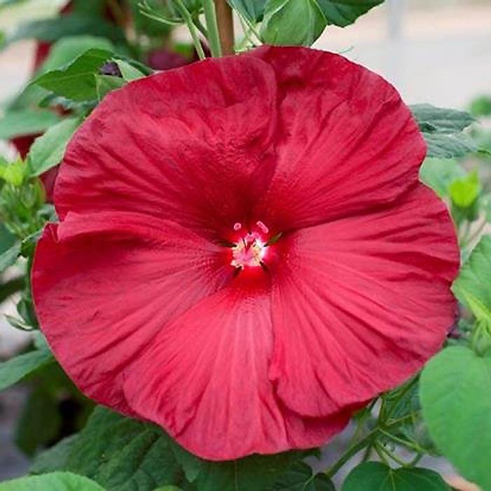 honeymoon deep red.jpg