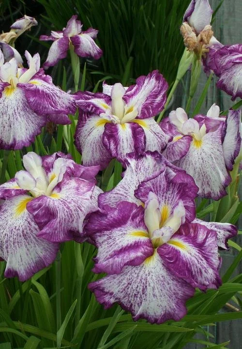 Harlequinesque iris.jpg