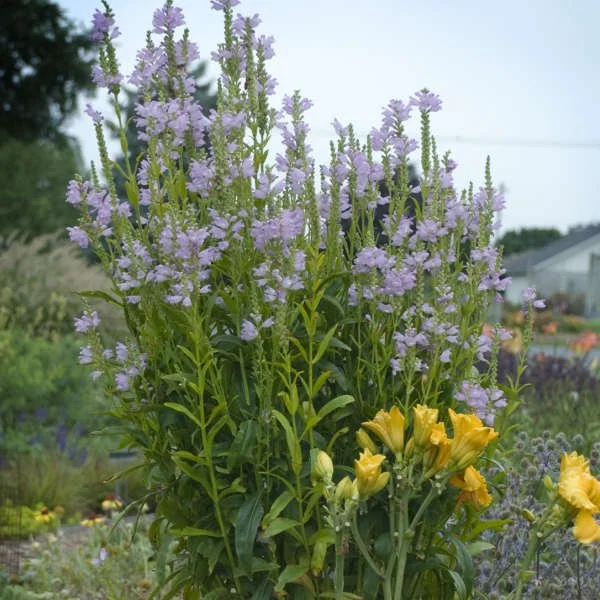 Pink Manners Obedient Plant.jpg
