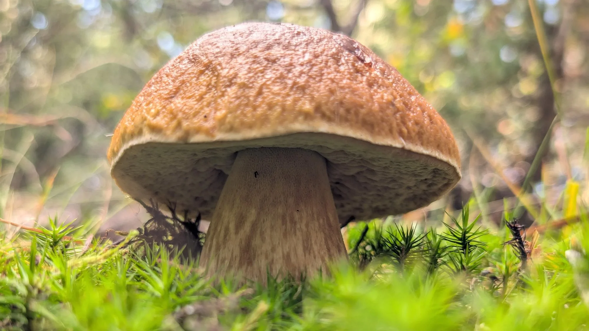 Fall Mushrooms of the Sierra Nevada: What to Look For and Where They Grow
