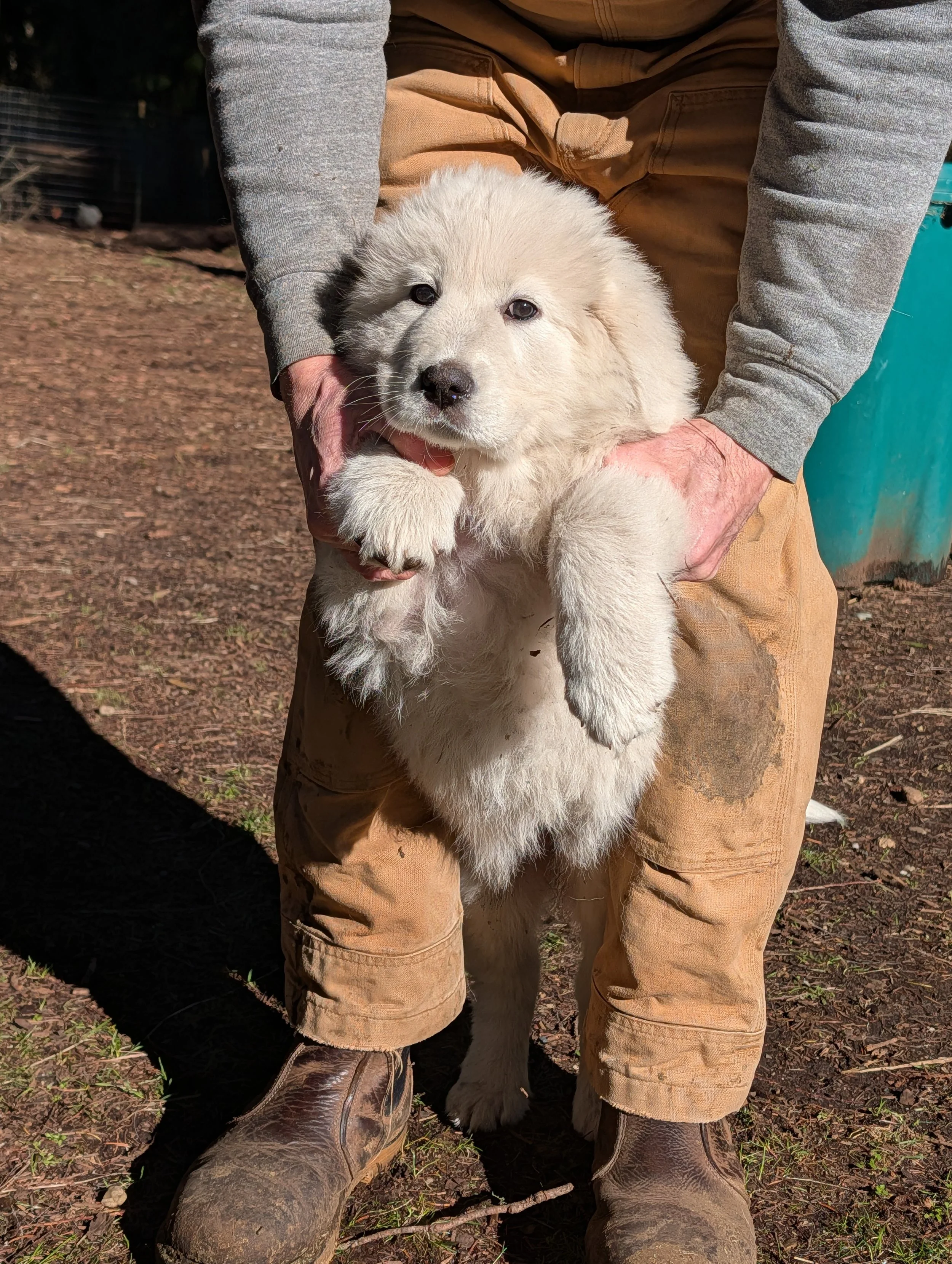 White Great Pyrenees and Maremmano-Abruzzese Sheepdog puppy. Temporary name: "Pink" .  Birth weight: 1.58 lbs.  Weight at 9 weeks: 23.8 lbs.