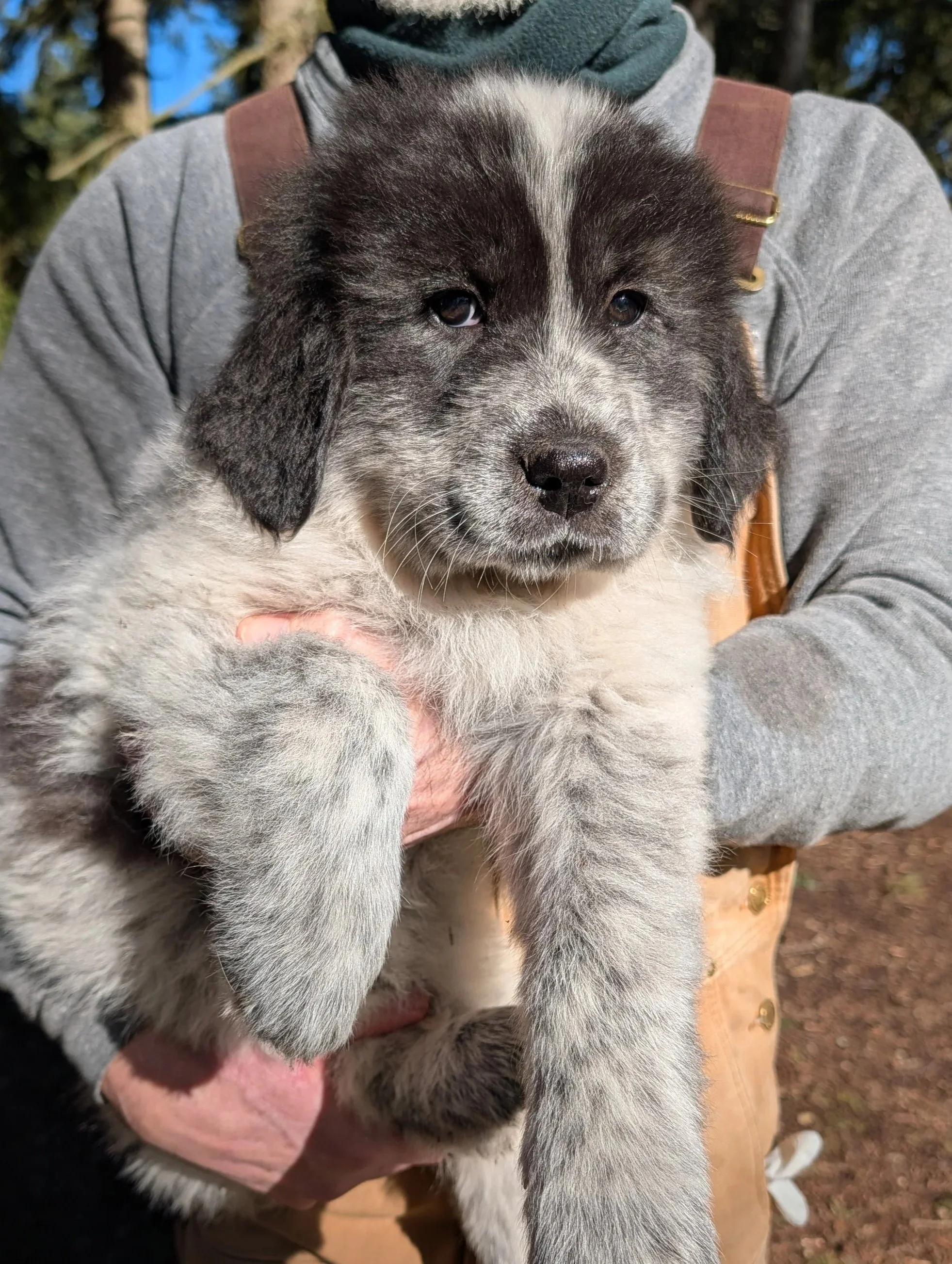 Black and White Great Pyrenees and Maremmano-Abruzzese Sheepdog puppy. Temporary name: "White Heart."  Birth weight: 1.16 lbs.  Weight at 9 weeks: 22.4 lbs.