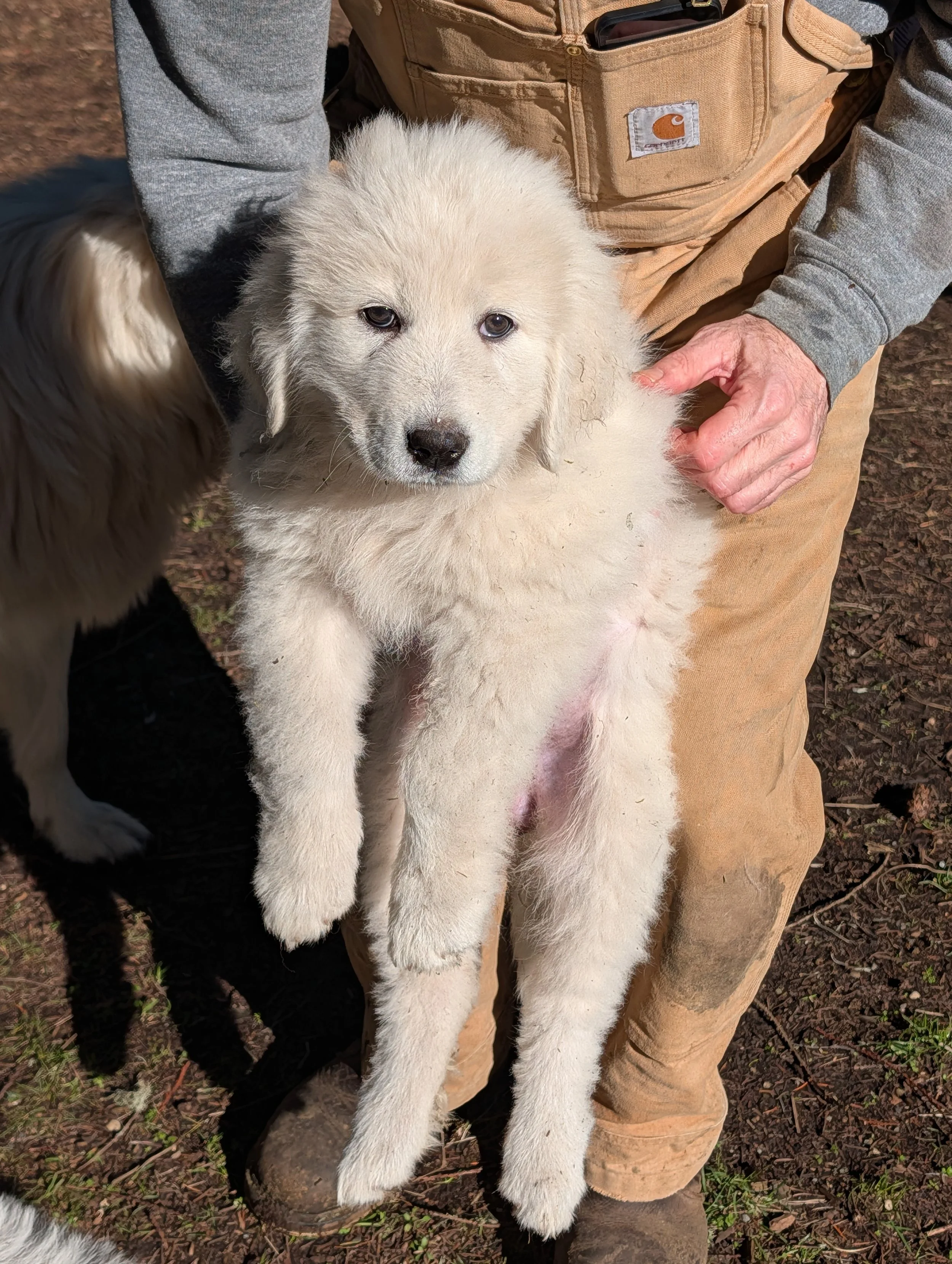 Piccolina.  The smallest and sweetest girl.  She's unavailable.