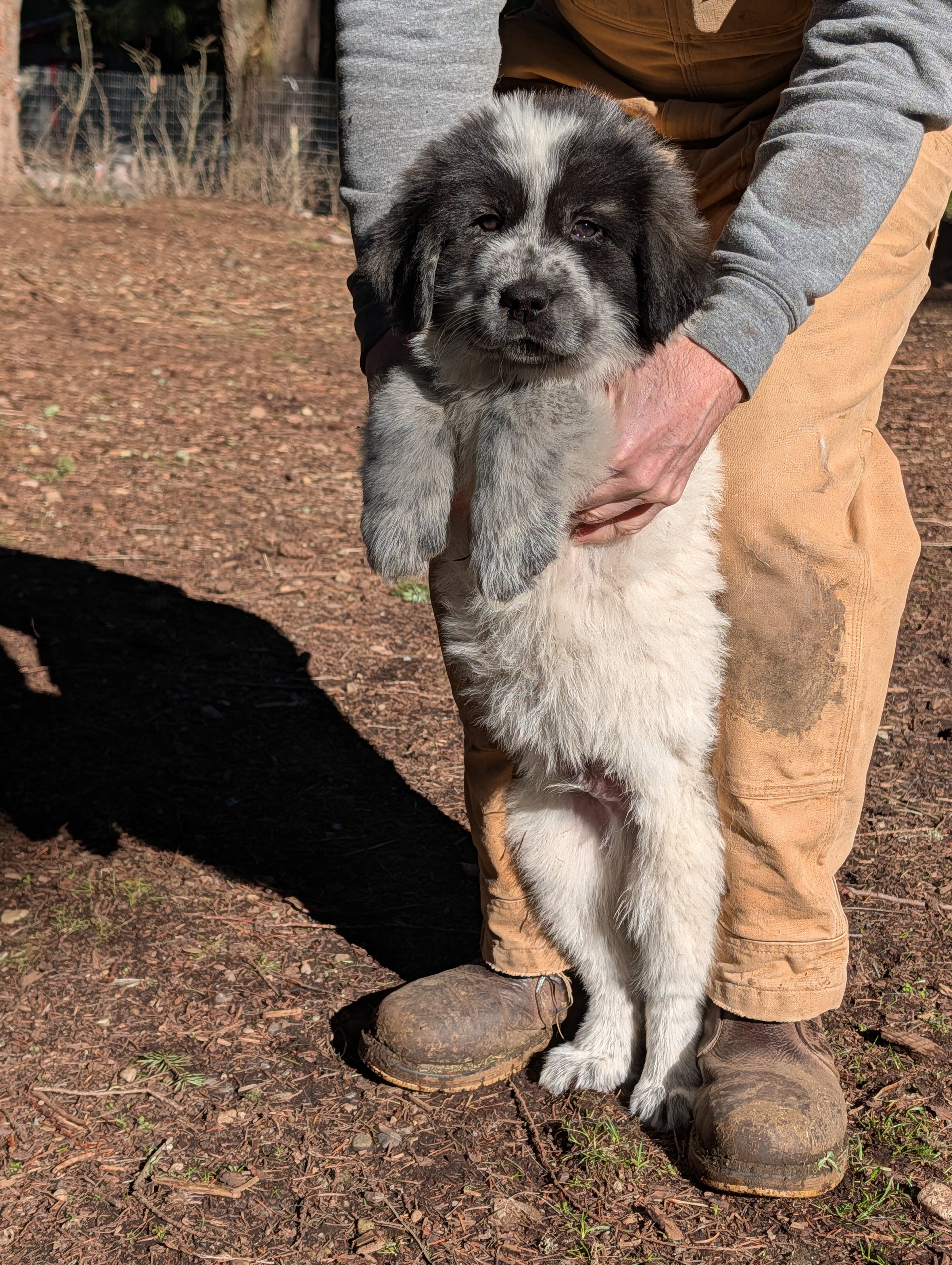 Black and White Great Pyrenees and Maremmano-Abruzzese Sheepdog puppy. Temporary name: "Rowdy."  This is the only boy still available.  Birth weight: 1.49 lbs.  Weight at 9 weeks: 23.1 lbs.