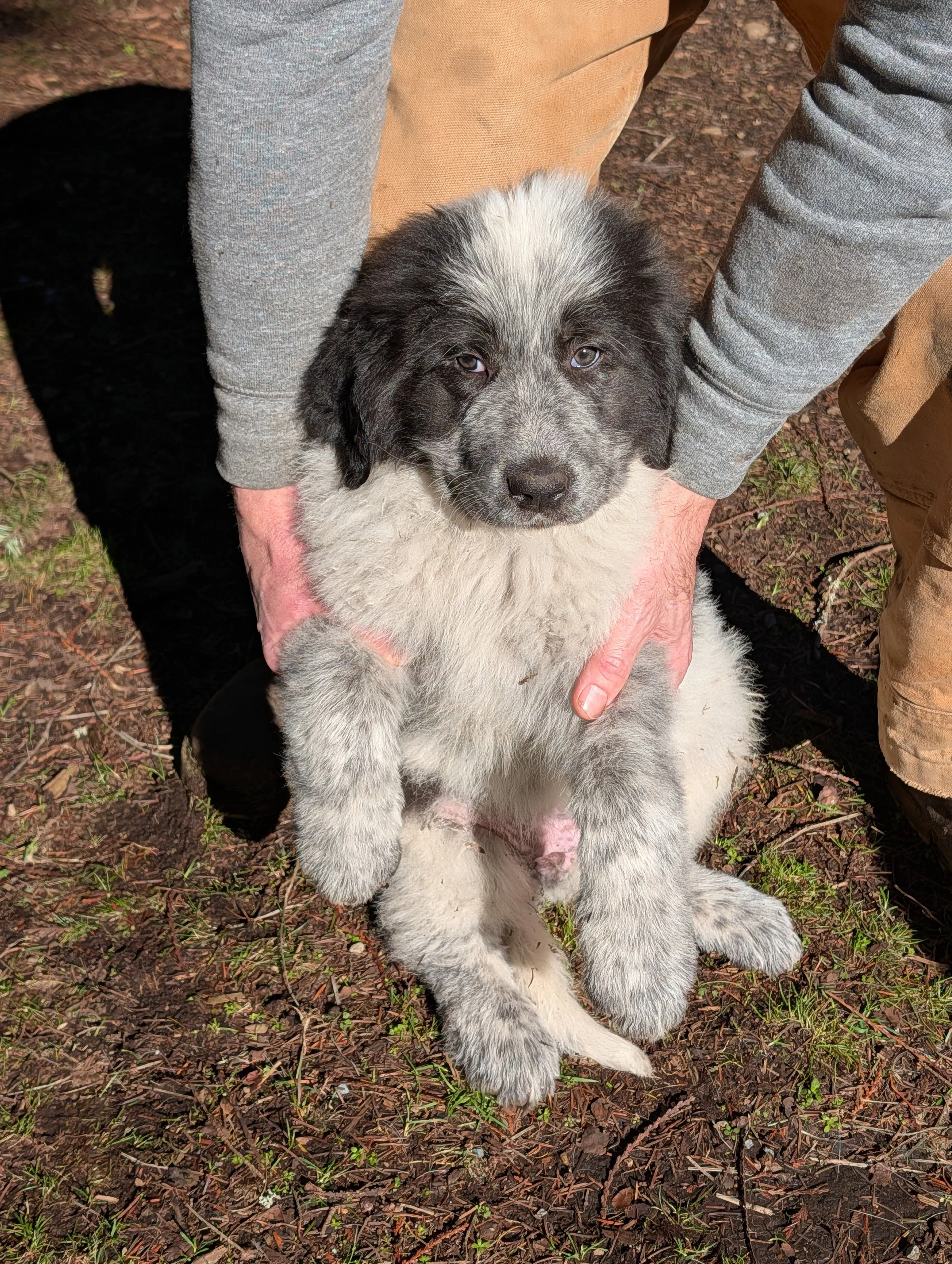 Black and White Great Pyrenees and Maremmano-Abruzzese Sheepdog puppy. Temporary name: "Black Nose."   Birth weight 1.46 lbs.  Weight at 9 weeks: 26.7 lbs.