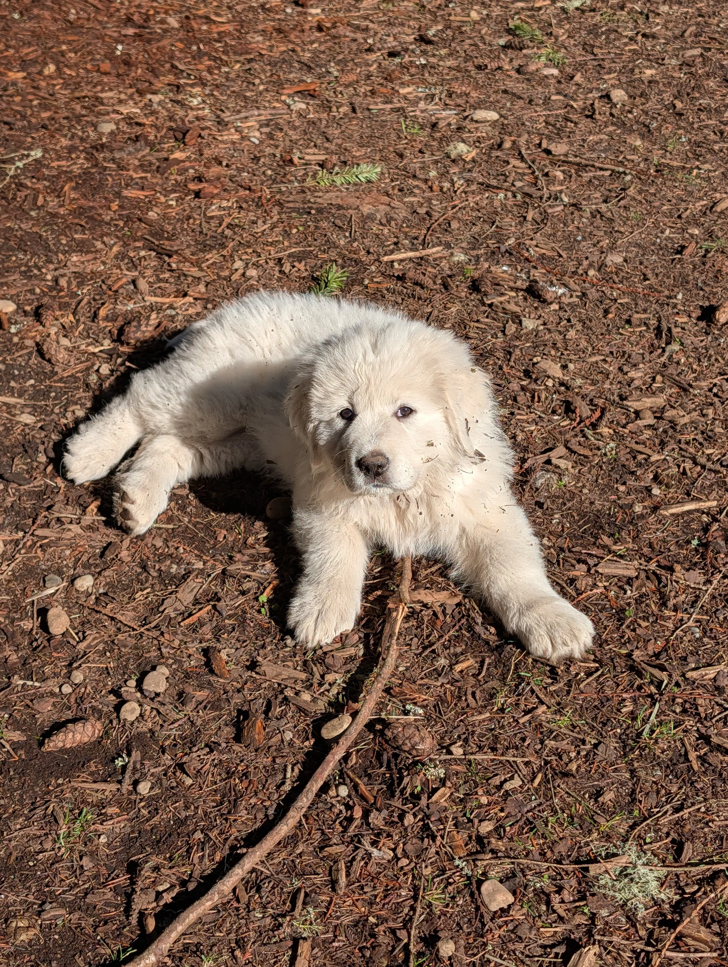 White Great Pyrenees and Maremmano-Abruzzese Sheepdog puppy. Temporary name: "Blue."   Birth weight: 1.43 lbs.  Weight at 9 weeks: 25.4 lbs.