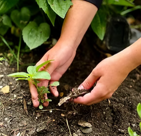 nourishing the soil.PNG