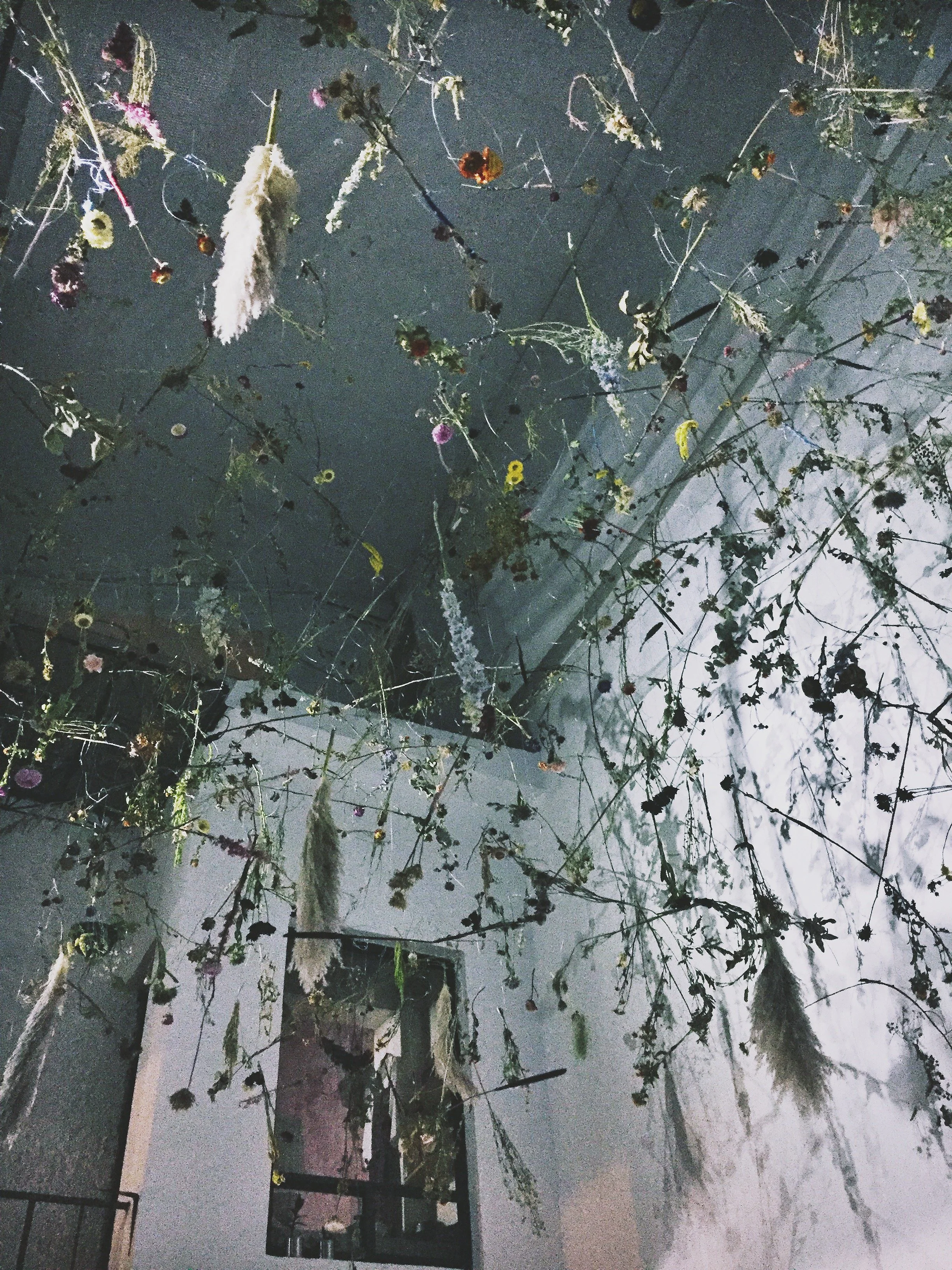 Plantas y flores secas colgadas del techo, creando un efecto artístico en un espacio interior con paredes blancas."