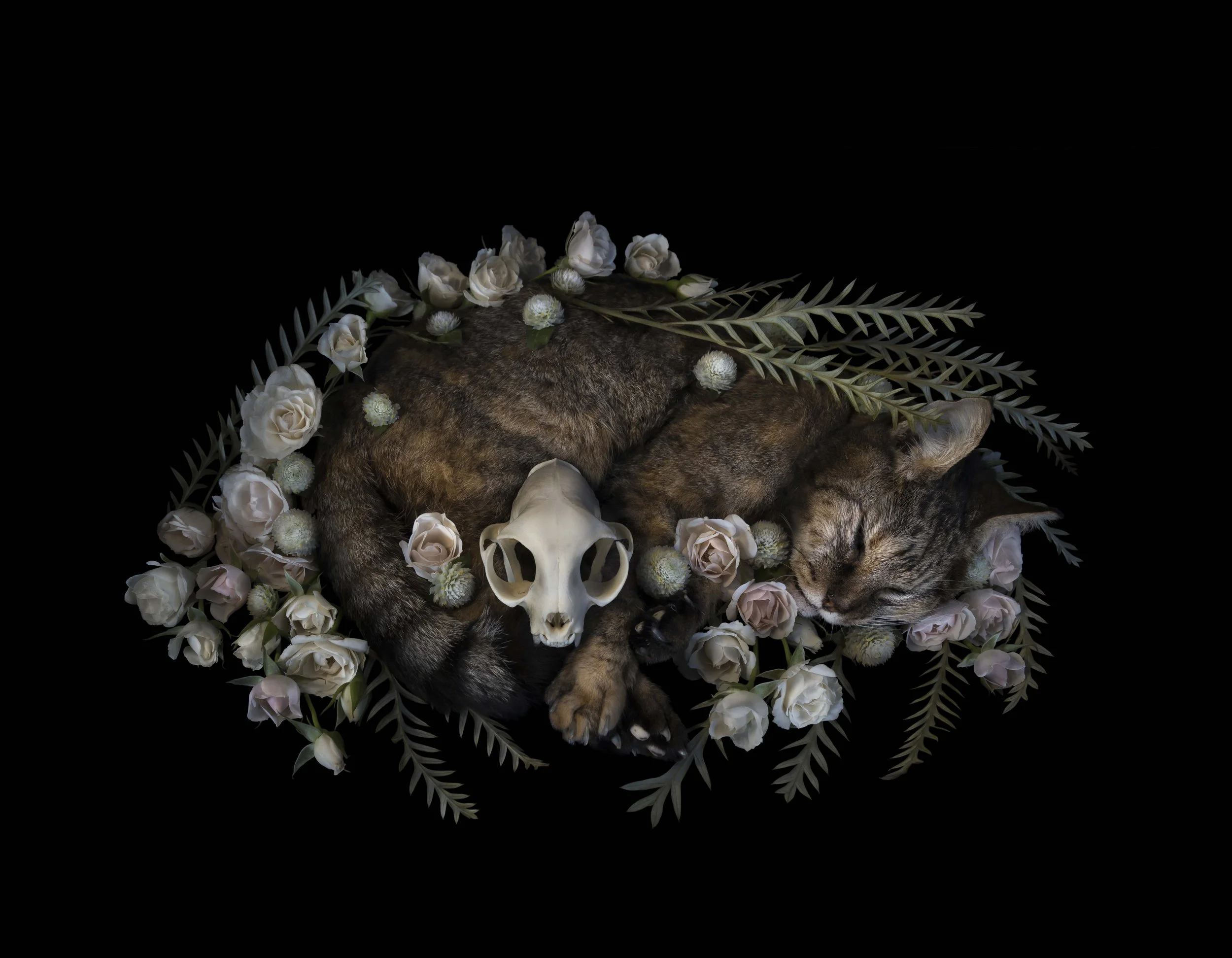 Un gato dormido rodeado de flores blancas y hojas verdes, con un cráneo de animal pequeño al lado.