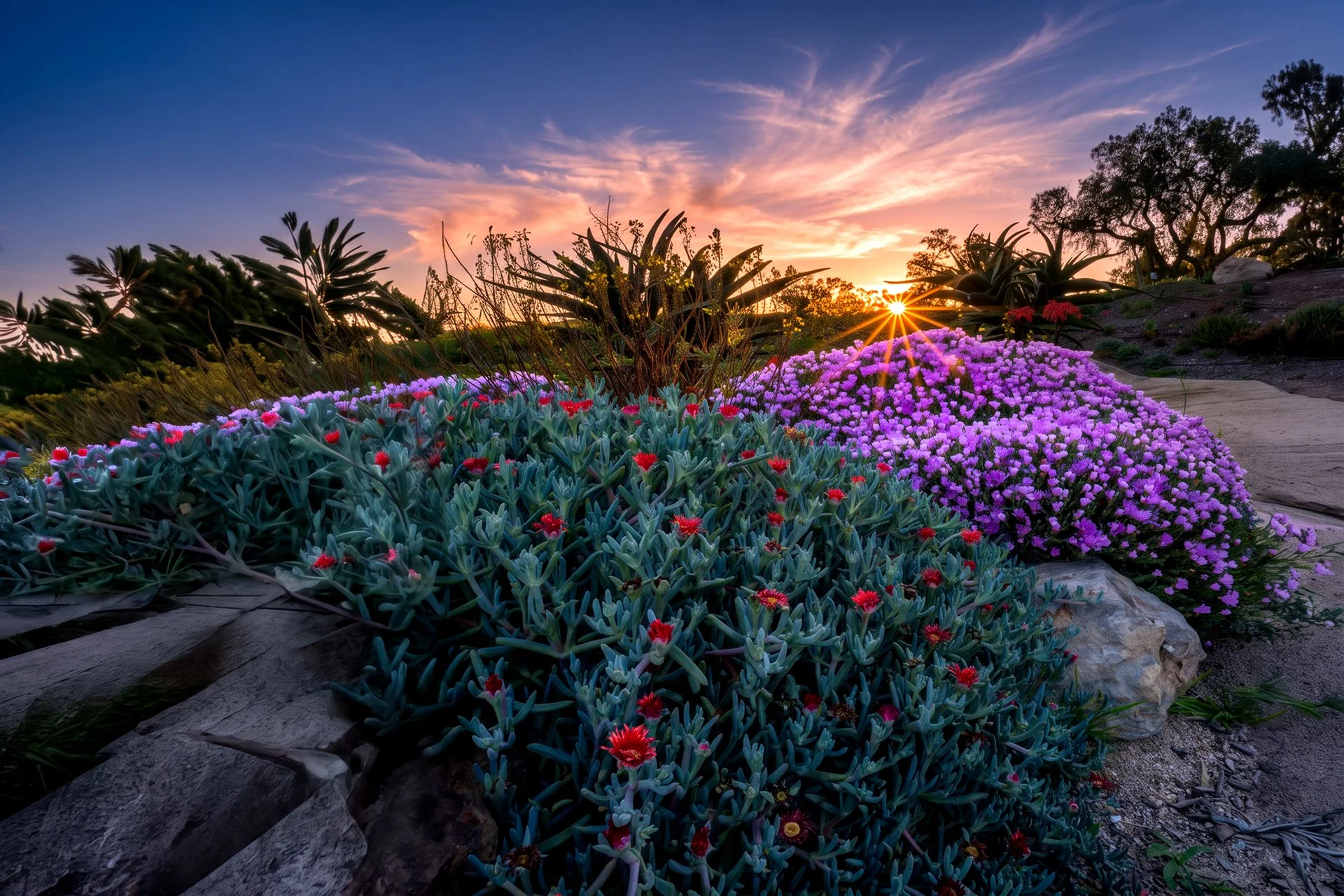 Ventura-Botanic-Garden_2705-1.jpg