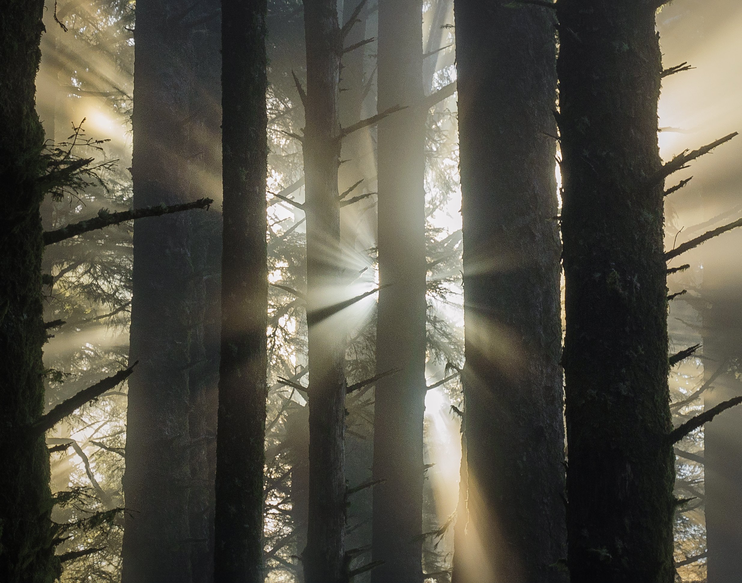Oregon Light Rays.jpg