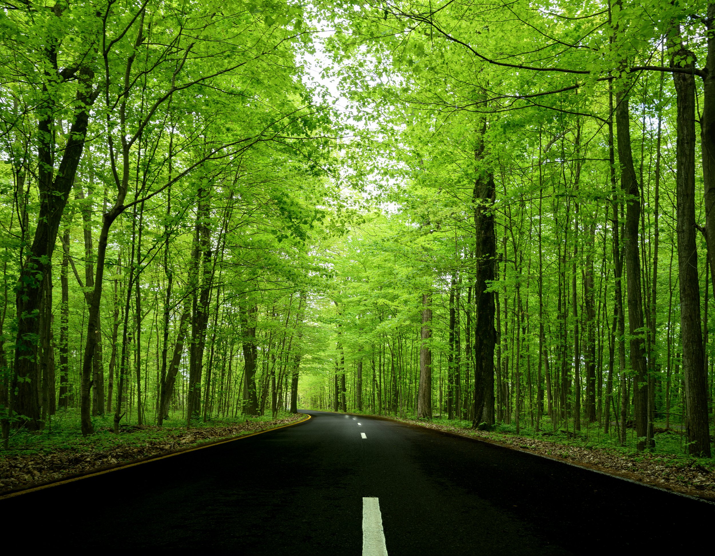 Tree Lined Path .jpg