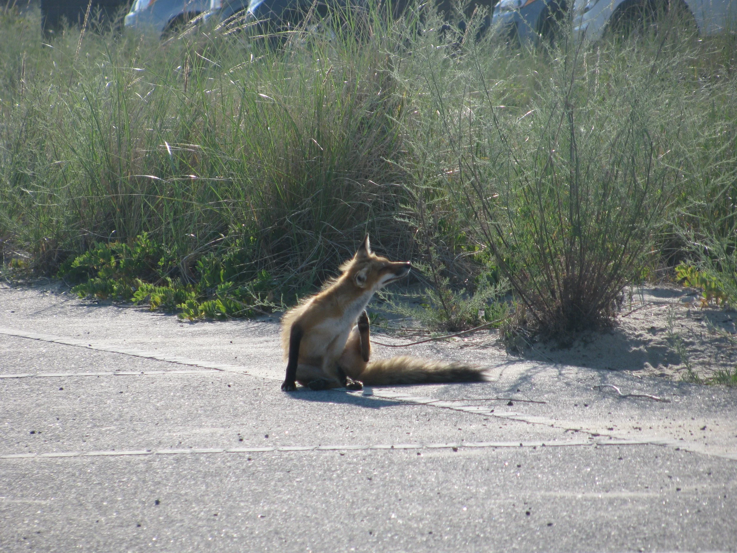 Fox from Race Point, Cape Cod.