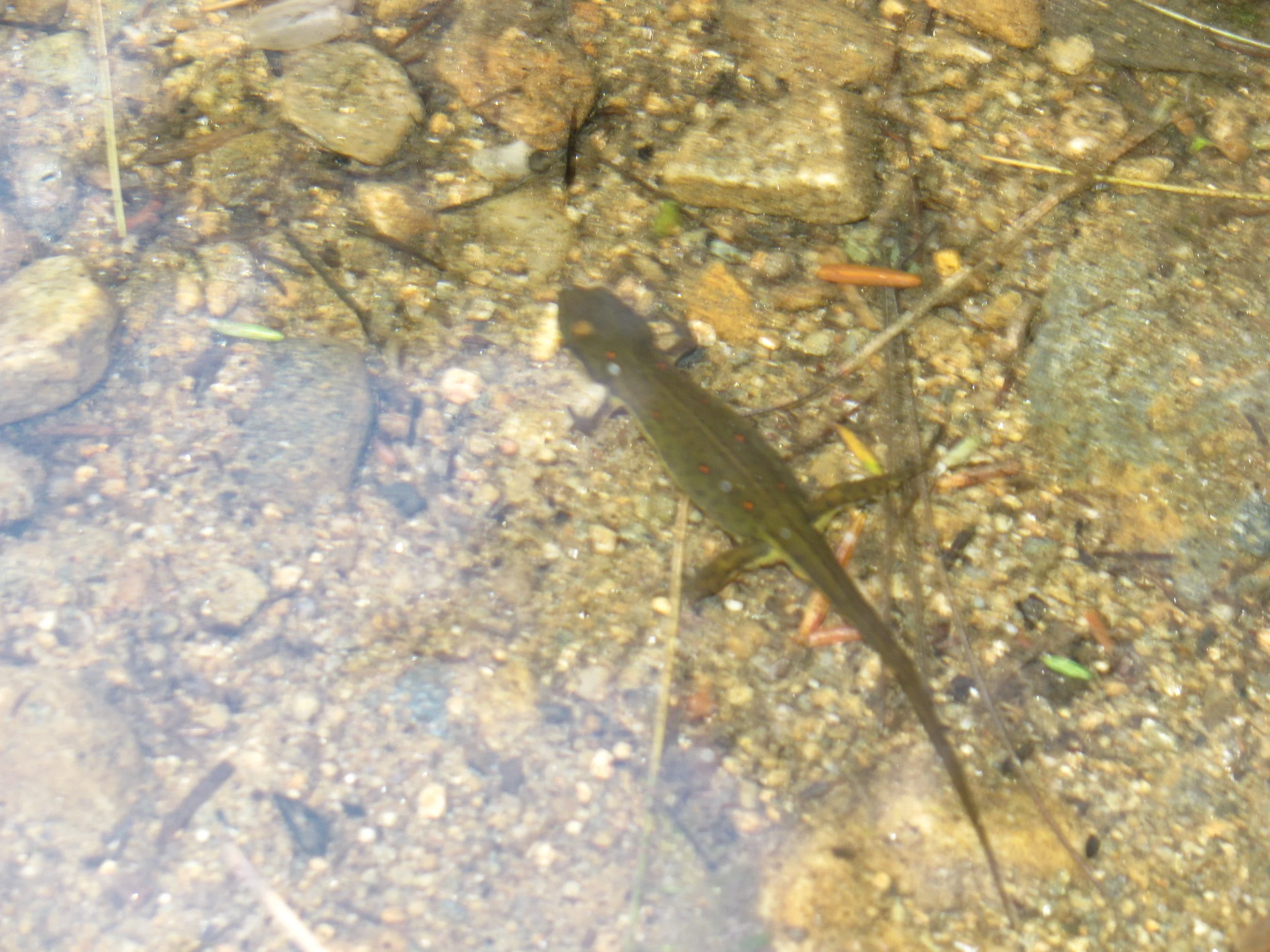 Salamander from Goose Pond. 
