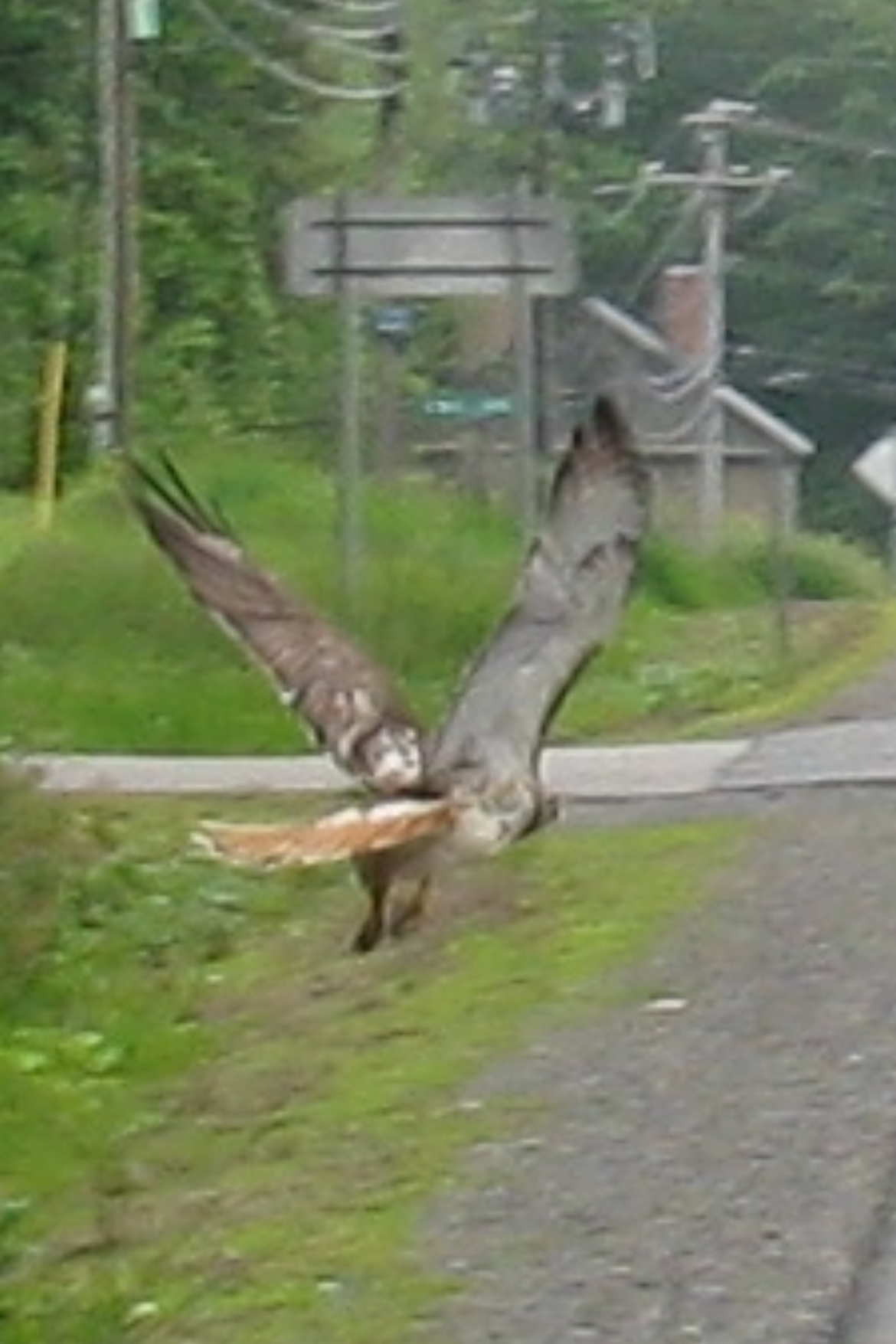 Hawk on RT 9.