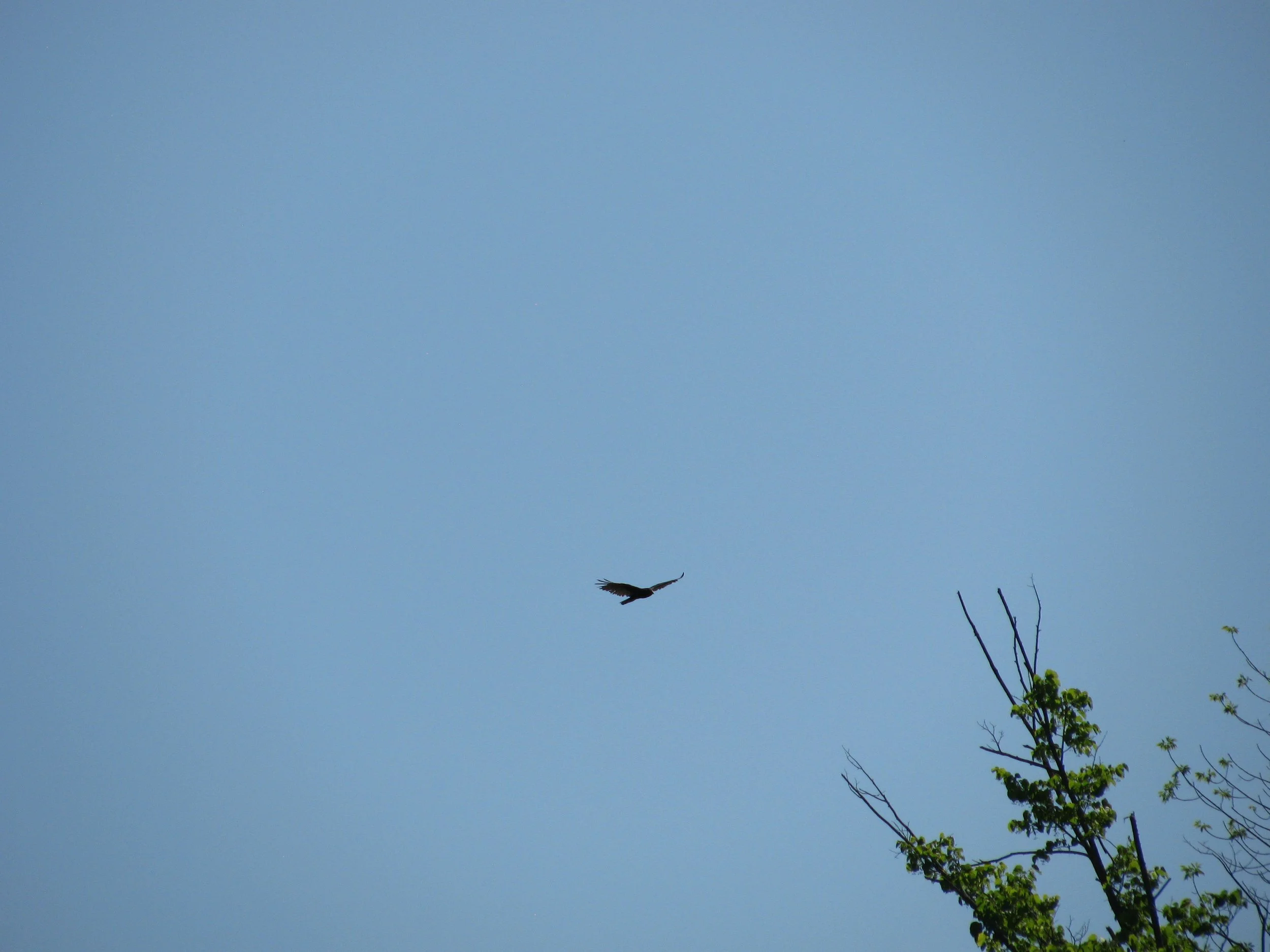 Vulture near Keene dump.