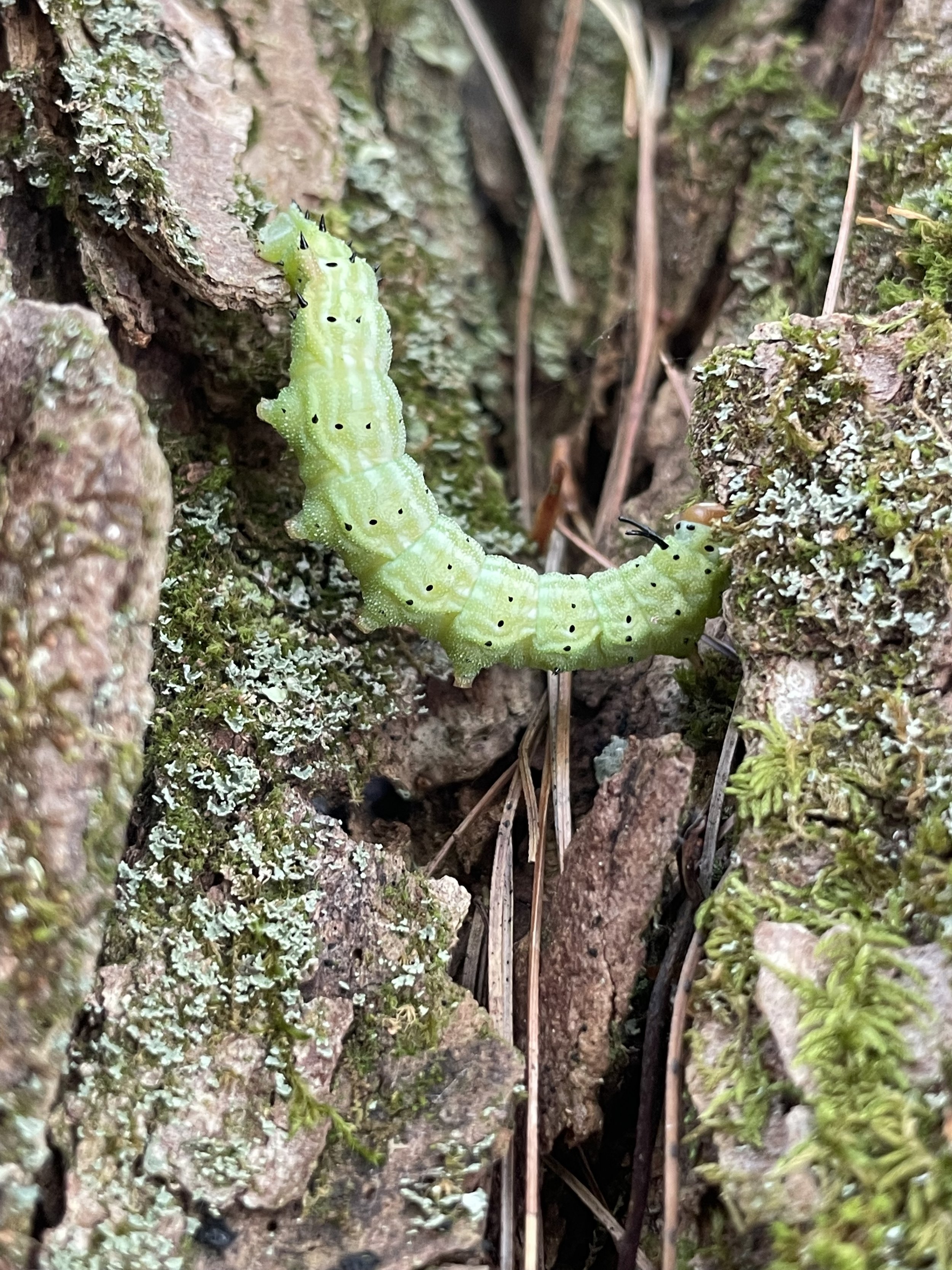Caterpillar near Dublin Lake.