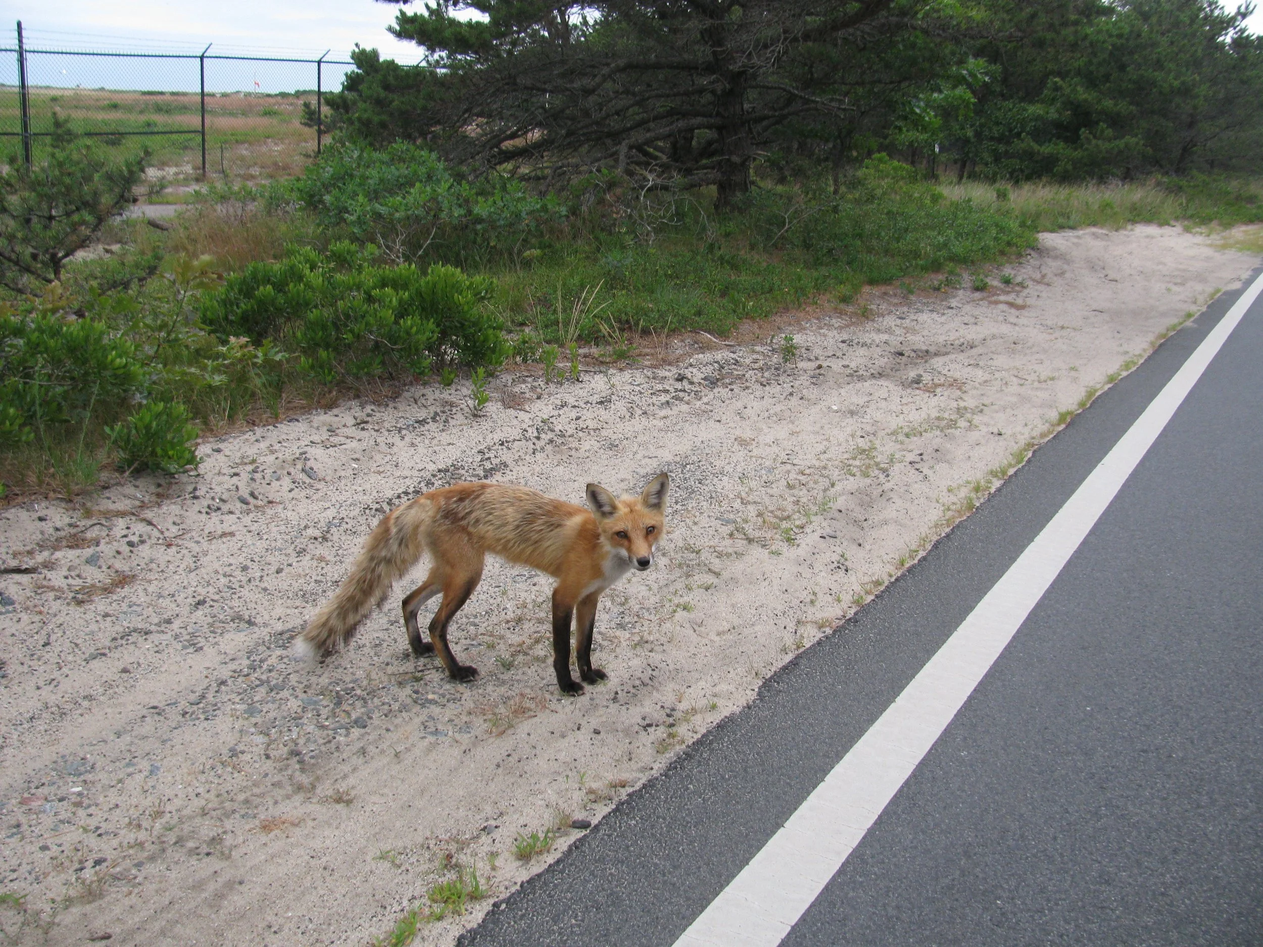 Fox from Race Point, Cape Cod.