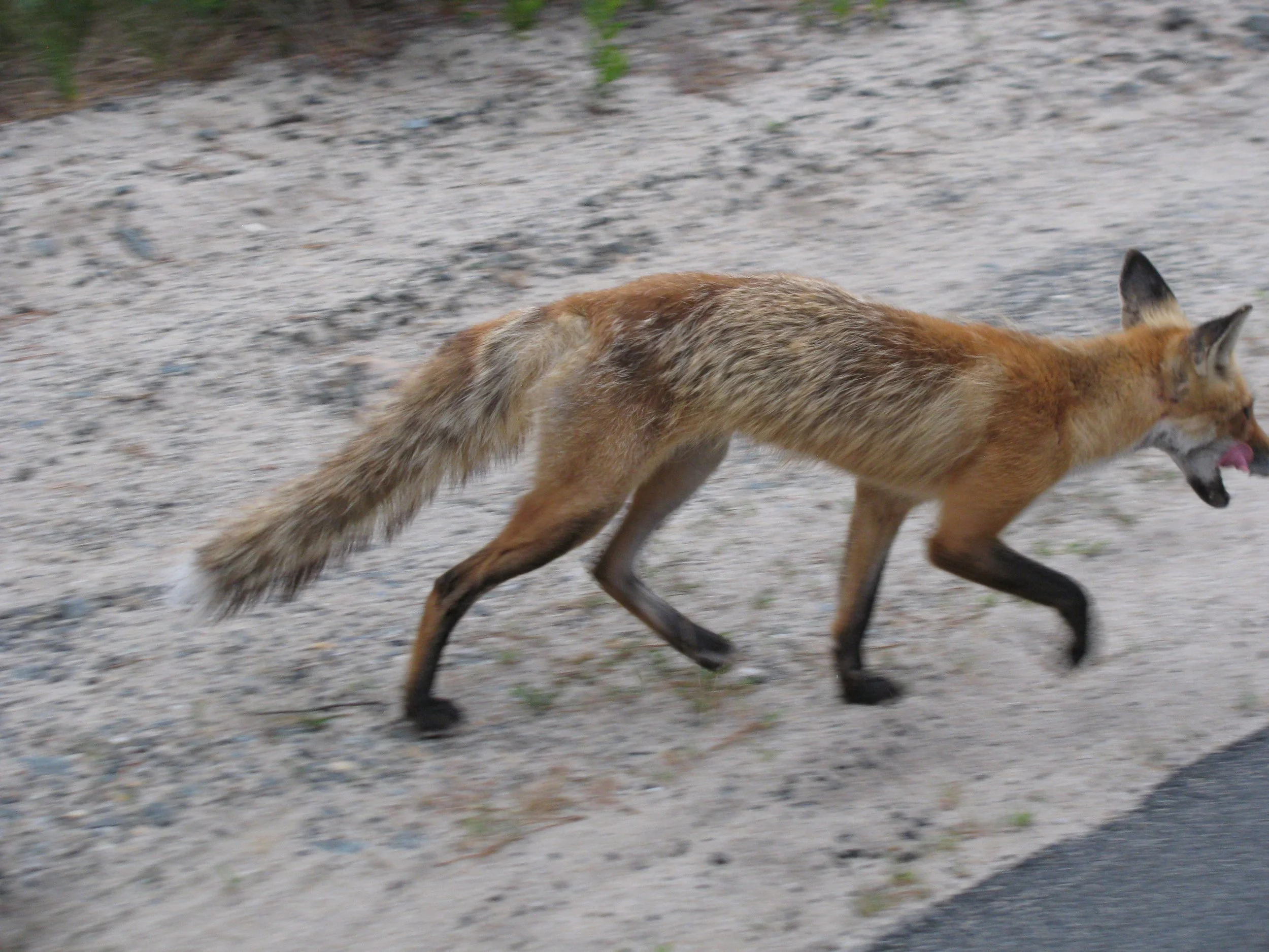 Fox from Race Point, Cape Cod.