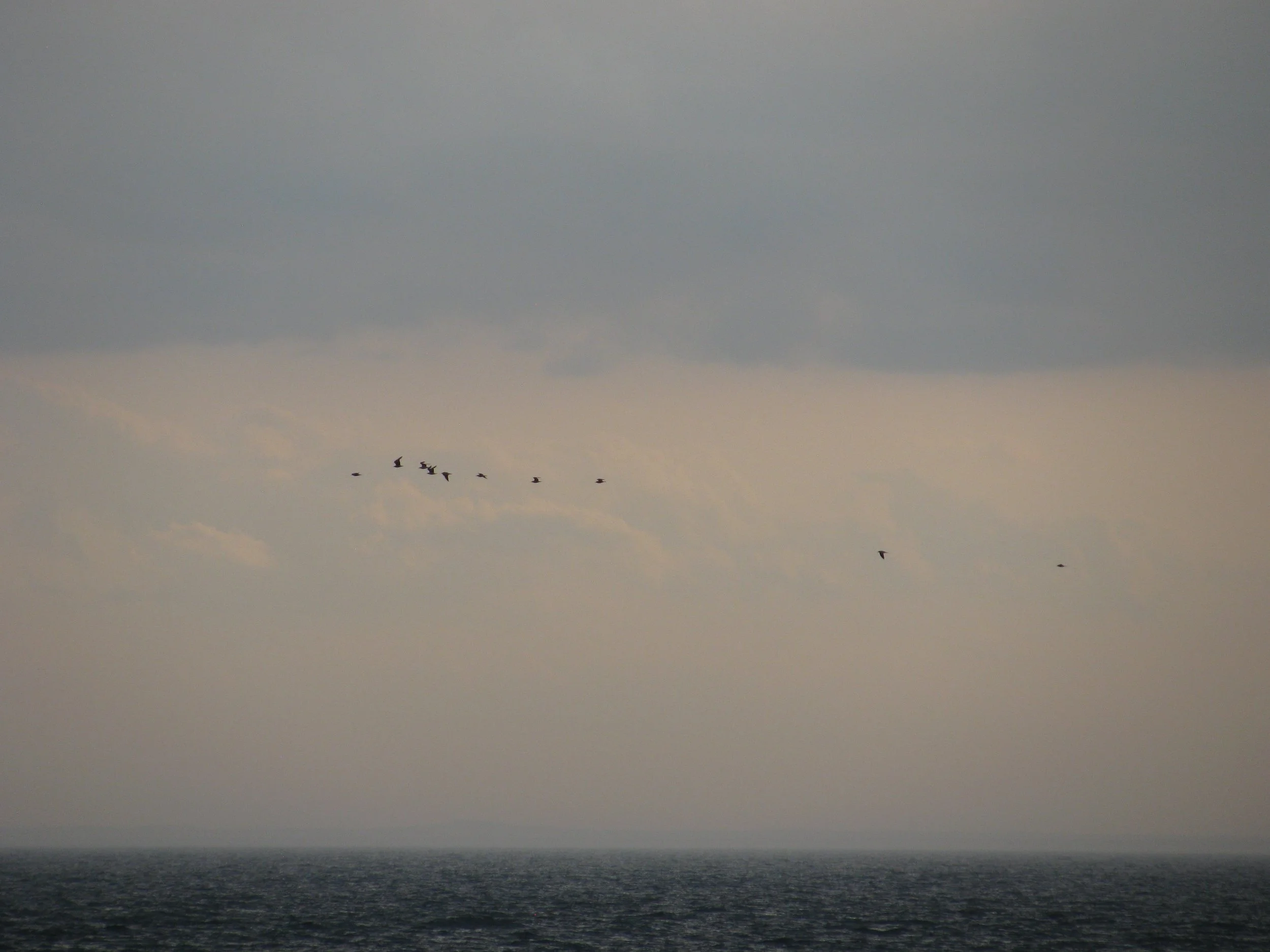Seagulls in Cape Cod.