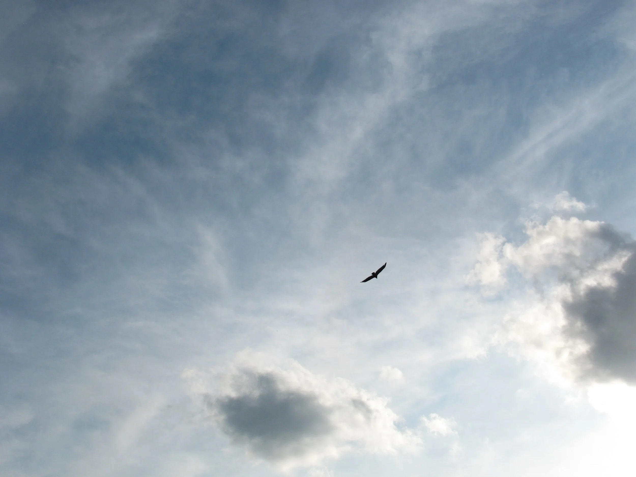 Vulture at Otter Brook.