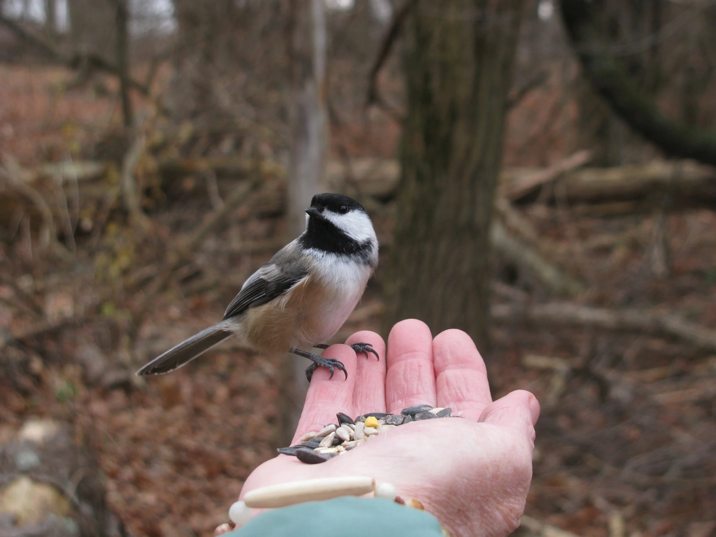 Chickadee at Ipswich Wildlife Sanctuary.
