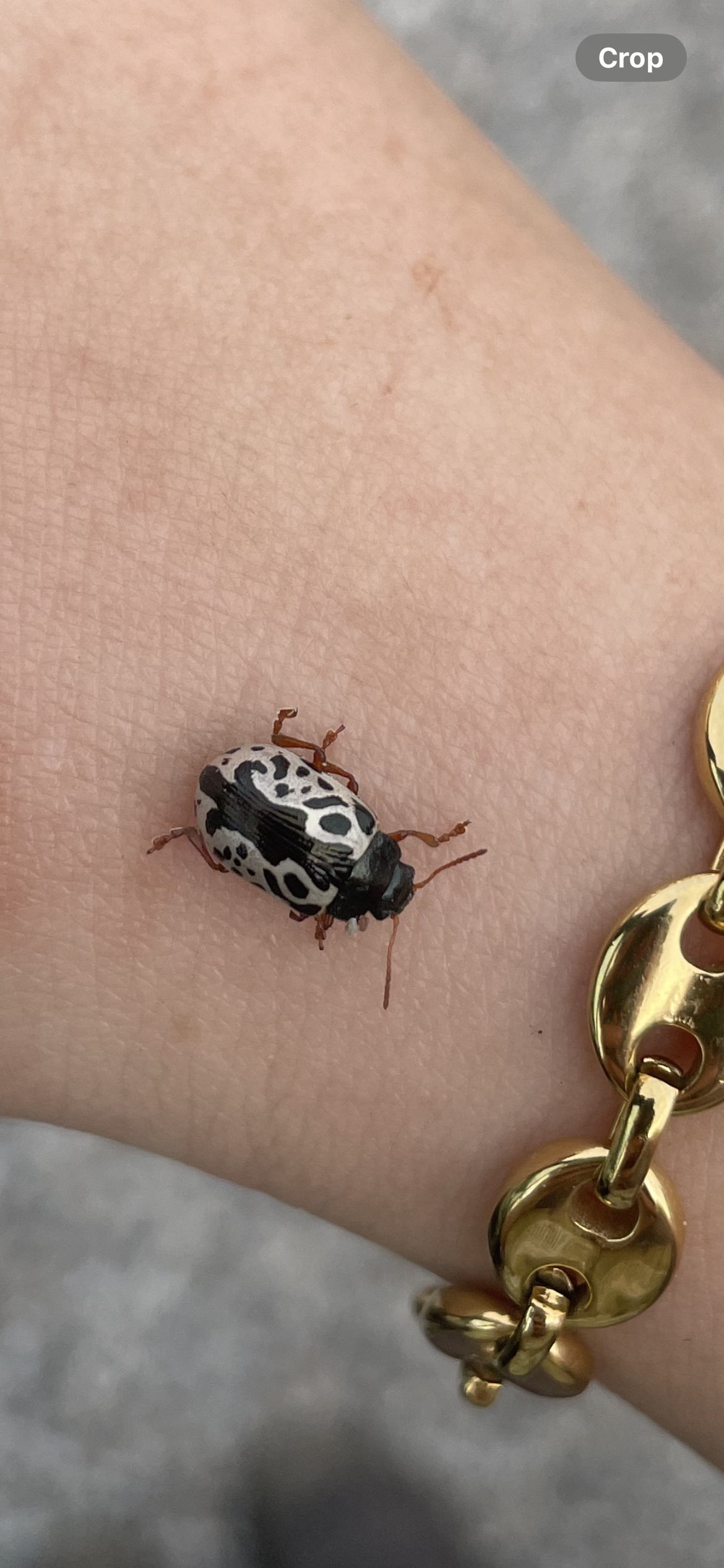 Leaf Beetle at Pboro Farmers Market.  