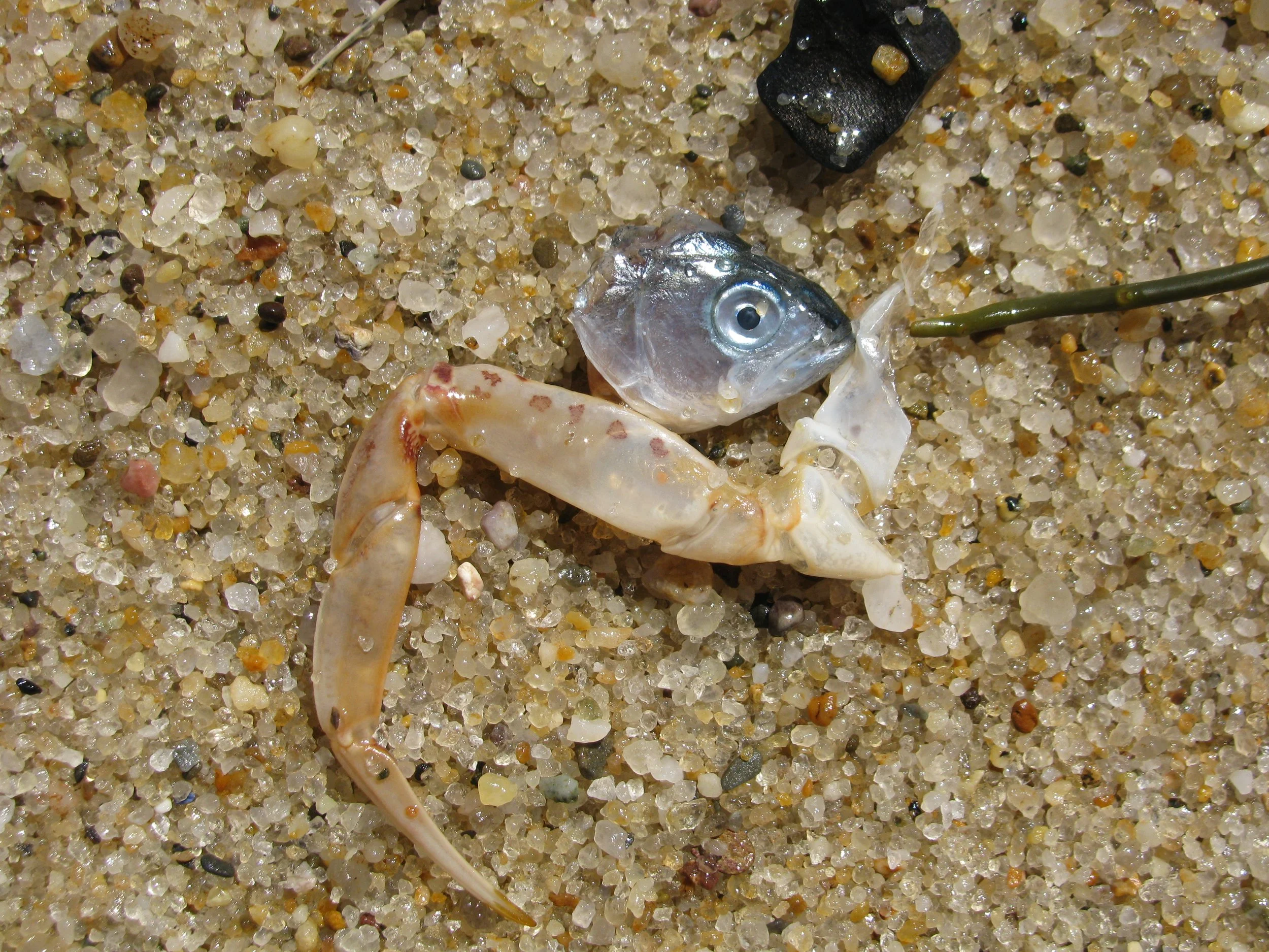 Fish head and claw from cape cod.