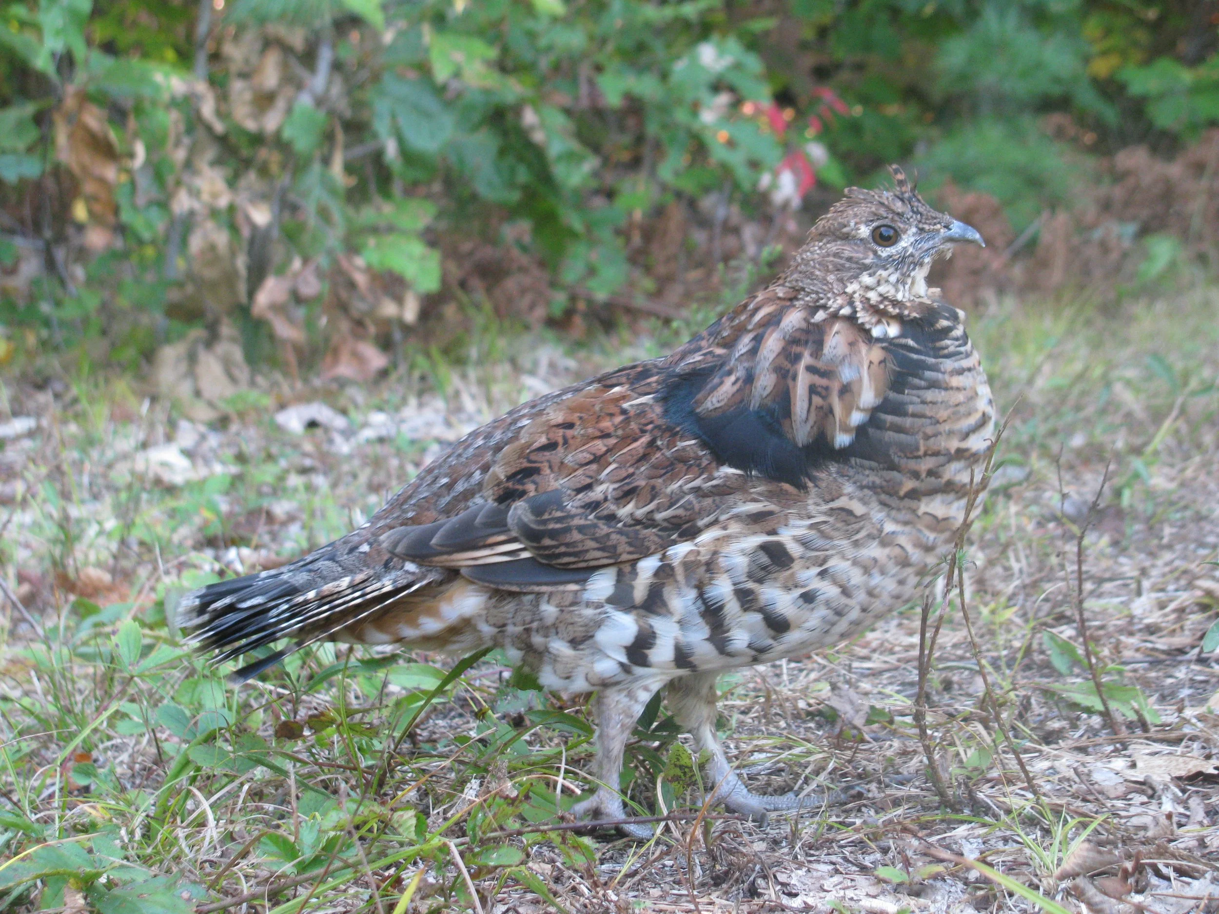Wild Grouse, named Harriet my mom and I see often on the Cheshire Rail Trail.